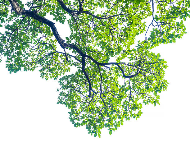istock green leaves isolated on white 511063993