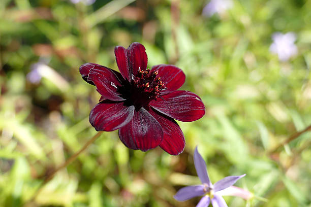 istock Cosmos atrosanguineus 511064151