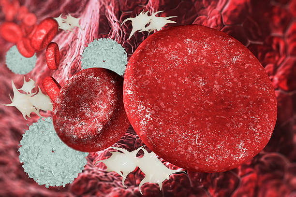 cellule del sangue in vaso sanguigno - blood cell cell human cell animal cell foto e immagini stock