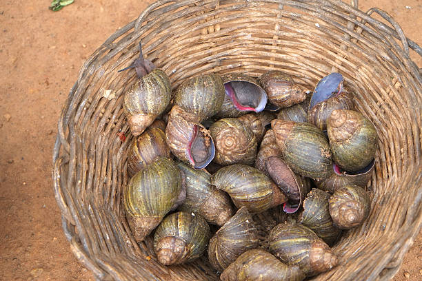 African snails of Ivory Coast stock photo