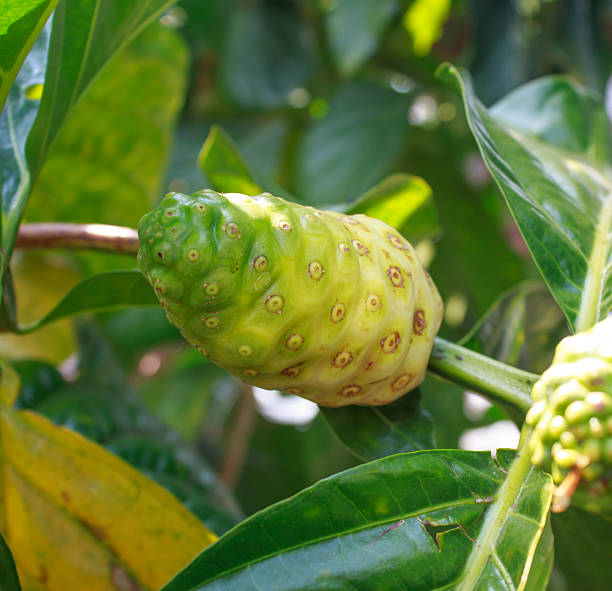 istock Noni tree in north Thailand 511064940