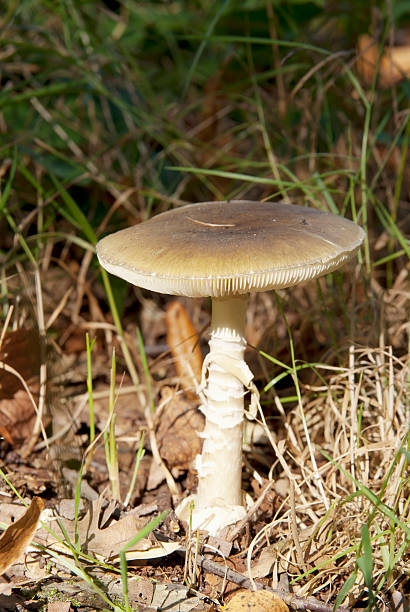 Dead Cap Mushroom (Amanita phalloides) Amanita phalloides (Fr.) Link in Willd. Death Cap, Amanite phalloide, Oronge ciquë vert, Grüner Knollenblätterpilz, Tignosa verdognola, Groene knolamaniet, Gyilkos galóca. Cap 6-15cm across, convex then flattened; variable in color but usually greenish or yellowish with an olivaceous disc and paler margin; also, paler and almost white caps do occur occasionally; smooth, slightly sticky when wet, with faint, radiating fibers often giving it a streaked appearance; occasionally white patches of volval remnants can be seen on cap. Gills free, close, broad; white. Stem 60-140 x 10-20mm, solid, sometimes becoming hollow, tapering slightly toward the top; white, sometimes flushed with cap color; smooth to slightly scaly; the ball-shaped basal bulb is encased in a large, white, lobed, saclike volva. Veil partial veil leaves skirt-like ring hanging near the top of the stem. Flesh firm, thicker on disc; white to pale yellowish green beneath cap cuticle. Odor sickly sweet becoming disagreeable. Spores broadly ellipsoid to subglobose, amyloid, 8-10.5 x 7-9µ. Deposit white. Habitat singly or in small groups on the ground in mixed coniferous and deciduous woods. Quite common in Europe. This is the most deadly fungus known, and despite years of detailed research into the toxins it contains, no antidote exists against their effects on the human body. Poisoning by Amanita phalloides is characterized by a delay of between six and twenty-four hours from the time of ingestion to the onset of symptoms, during which time the cells of the liver and kidneys are attacked (source R. Phillips).  amanita phalloides stock pictures, royalty-free photos & images