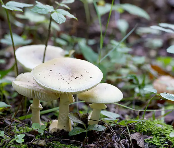 Amanita phalloides (Fr.) Link in Willd. Death Cap, Amanite phalloide, Oronge ciquë vert, Grüner Knollenblätterpilz, Tignosa verdognola, Groene knolamaniet, Gyilkos galóca. Cap 6-15cm across, convex then flattened; variable in color but usually greenish or yellowish with an olivaceous disc and paler margin; also, paler and almost white caps do occur occasionally; smooth, slightly sticky when wet, with faint, radiating fibers often giving it a streaked appearance; occasionally white patches of volval remnants can be seen on cap. Gills free, close, broad; white. Stem 60-140 x 10-20mm, solid, sometimes becoming hollow, tapering slightly toward the top; white, sometimes flushed with cap color; smooth to slightly scaly; the ball-shaped basal bulb is encased in a large, white, lobed, saclike volva. Veil partial veil leaves skirt-like ring hanging near the top of the stem. Flesh firm, thicker on disc; white to pale yellowish green beneath cap cuticle. Odor sickly sweet becoming disagreeable. Spores broadly ellipsoid to subglobose, amyloid, 8-10.5 x 7-9µ. Deposit white. Habitat singly or in small groups on the ground in mixed coniferous and deciduous woods. Quite common in Europe. This is the most deadly fungus known, and despite years of detailed research into the toxins it contains, no antidote exists against their effects on the human body. Poisoning by Amanita phalloides is characterized by a delay of between six and twenty-four hours from the time of ingestion to the onset of symptoms, during which time the cells of the liver and kidneys are attacked (source R. Phillips). 