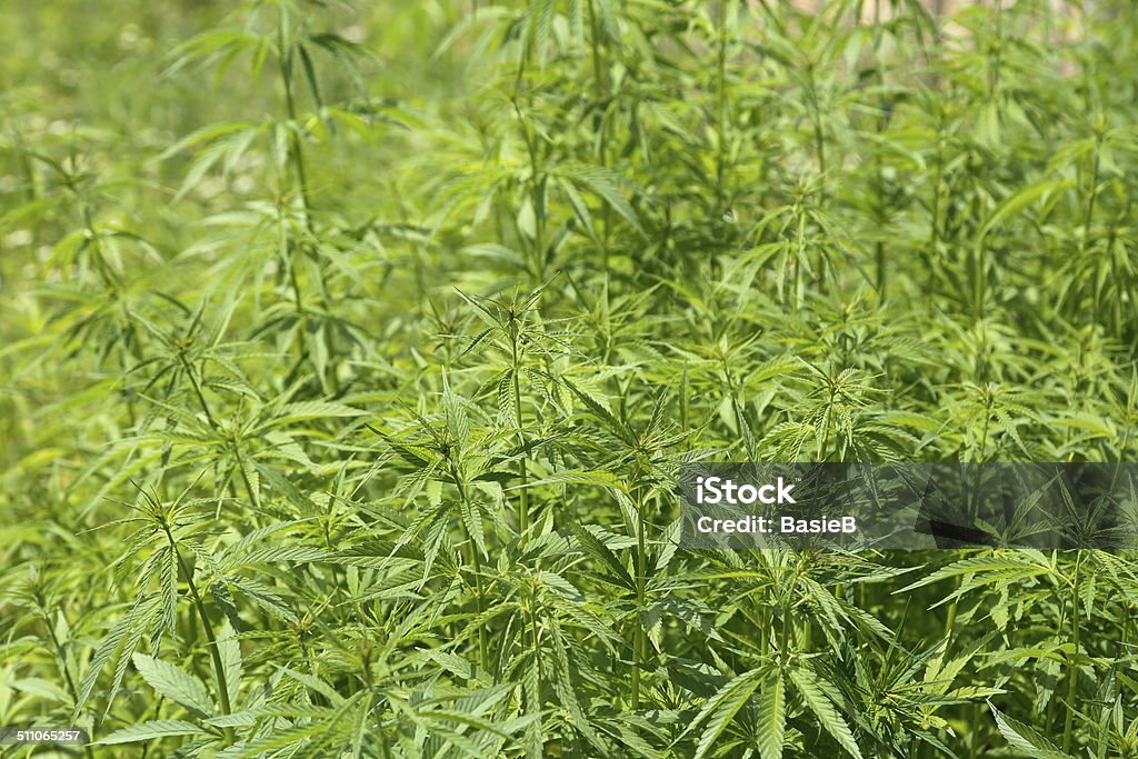 Cannabis plant - Lizenzfrei Alternative Medizin Stock-Foto