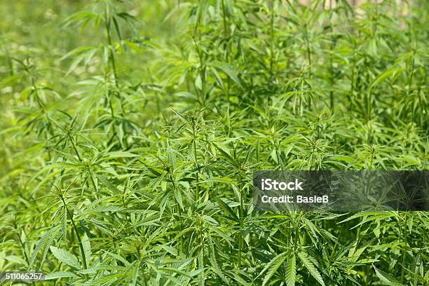 Cannabis Plant Stockfoto und mehr Bilder von Alternative Medizin - Alternative Medizin, Bildschärfe, Blatt - Pflanzenbestandteile