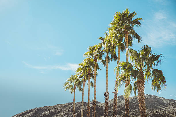 istock Palm Springs Vintage Mountains Palm Trees and Sky 511065582