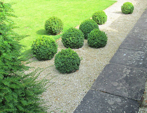 istock Garden lawn, paved pathway with box balls / boxwood / buxus sempervirens 511065637