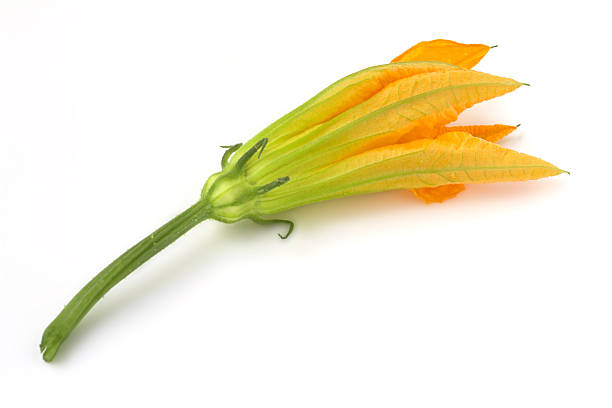 flor de calabacín sobre fondo blanco - squash flower plant single flower fotografías e imágenes de stock