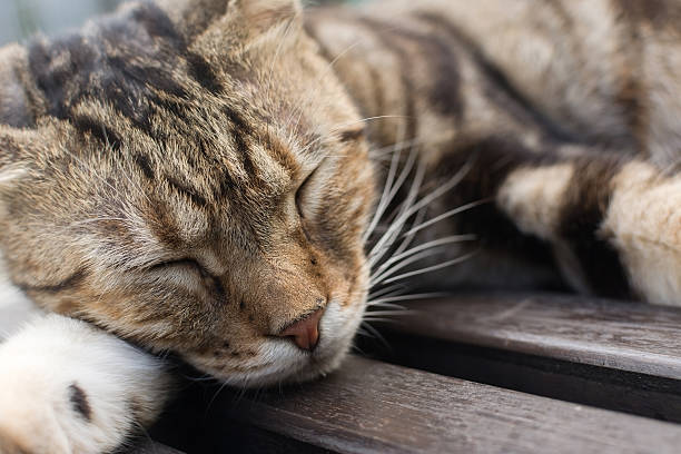 istock Cat sleep on a chair. 511066299