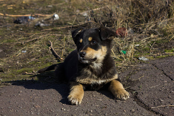 istock Little funny homeless puppy 511066374