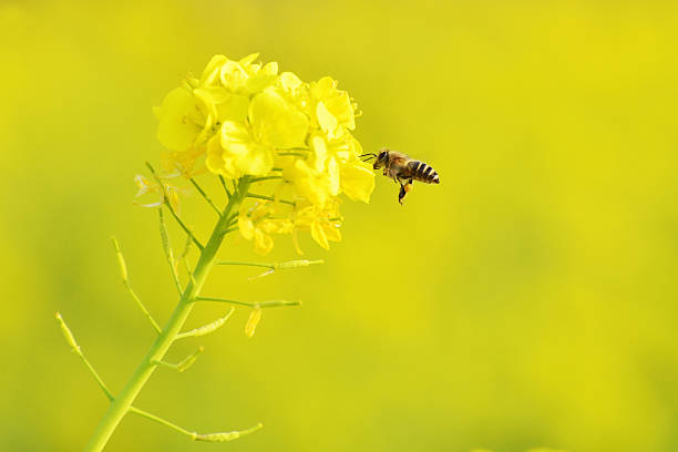 istock Honeybee hovering to collect honey from rapeseed flowers. 511066588