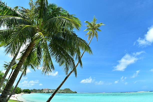 Coconut palm trees erect at seashore,blue ocean and blue sky. Tourists walked at sandy beach, white clouds floating at blue sky,sunlight and sunny weather. Tumon Bay,Guam,USA.