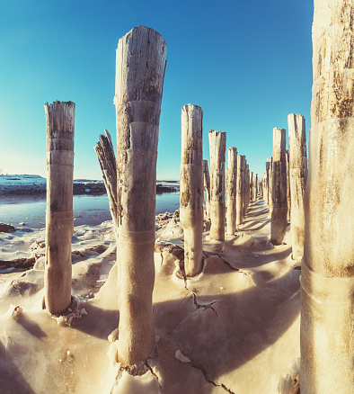 old driftwood tree on a rocky beach with turquoise water behind under an overcast sky