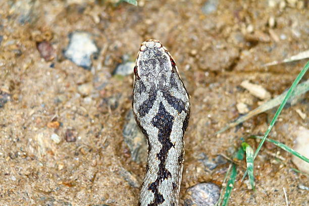 head markings on vipera berus head markings on vipera berus, individual unique pattern of a common adder common adder stock pictures, royalty-free photos & images