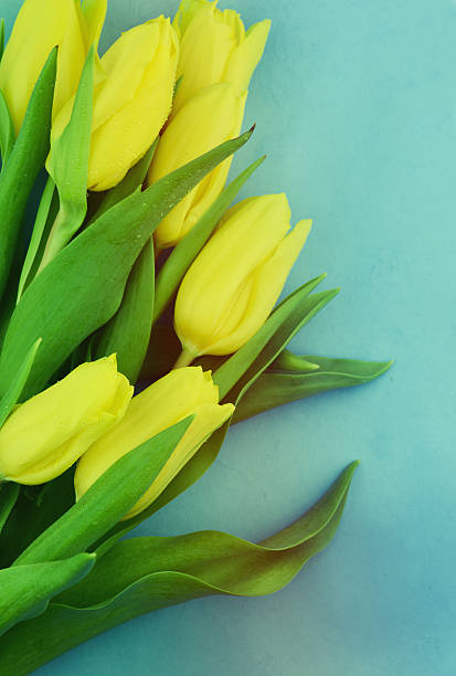 istock Yellow tulips over blue background. 511070166