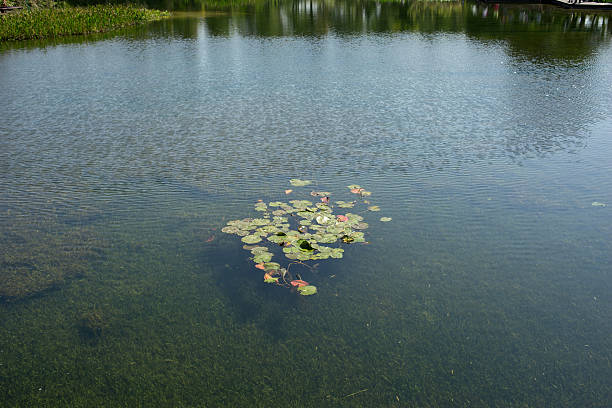 lotus leaves on the lakelotus leaves on the lake