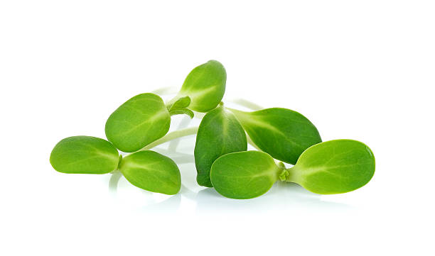 istock sunflower sprouts isolated on the white background 511070910