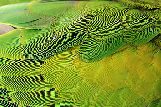 istock Colorful feathers, Red-breasted Parakeet feathers background 511071130