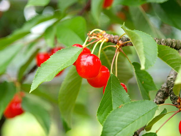 istock Satonishiki,most popular Cherry in Japan 511071520