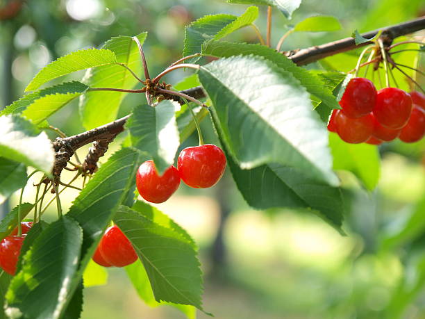 istock Satonishiki,most popular Cherry in Japan 511071860