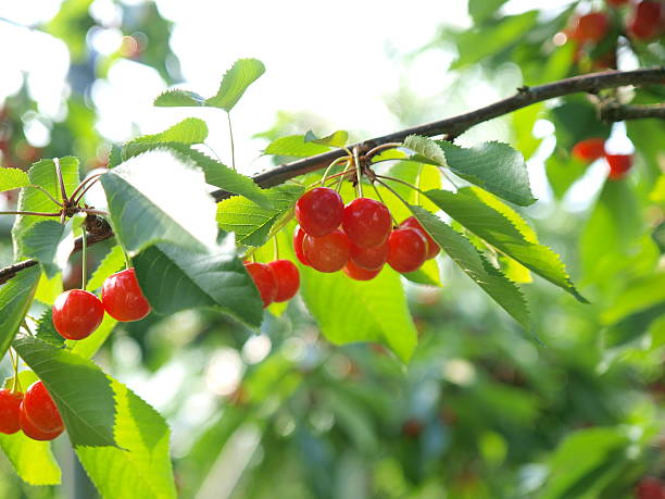 istock Satonishiki,most popular Cherry in Japan 511071976