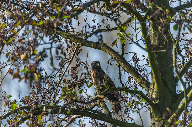 bussard auf einem baum - rough legged hawk bird of prey hawk animals in the wild imagens e fotografias de stock