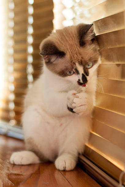 istock kitten close-up indoors 511072538