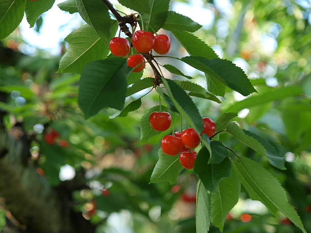 istock Satonishiki,most popular Cherry in Japan 511072712