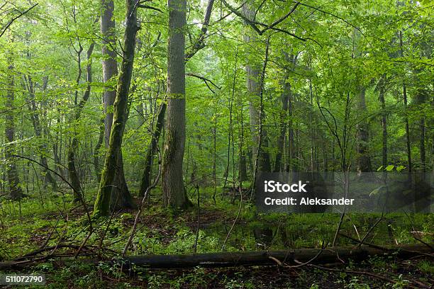 オークと シデ 落葉性 スタンドのビャウォヴィエジャ原生林 - かすみのストックフォトや画像を多数ご用意 - かすみ, オークの木, オーク林