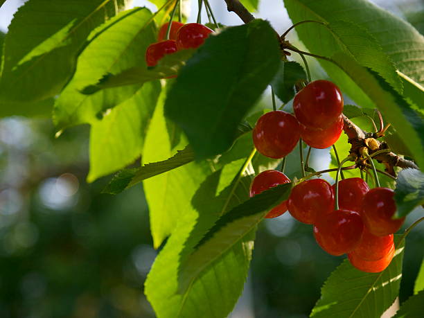 istock Satonishiki,most popular Cherry in Japan 511073894