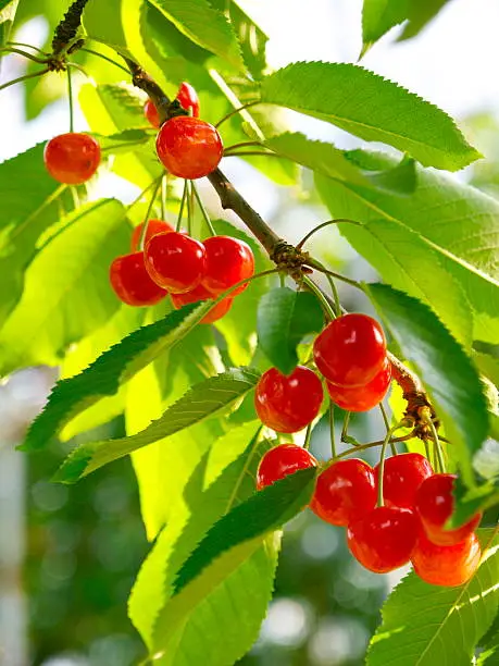 Satonishiki,most popular Cherry in Japan.