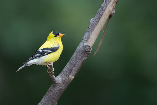 istock Perched Male Goldfinch 511091581
