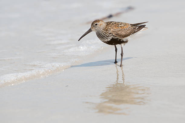 istock Dunlin (Calidris alpina) at Helgoland-Dune (Germany) 511093003