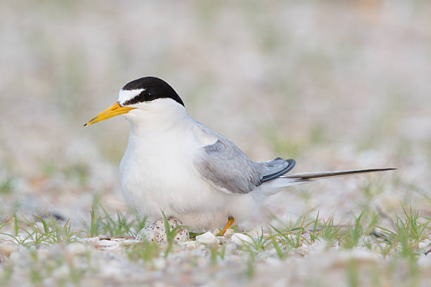 Least Tern on Nest with egg stock photo