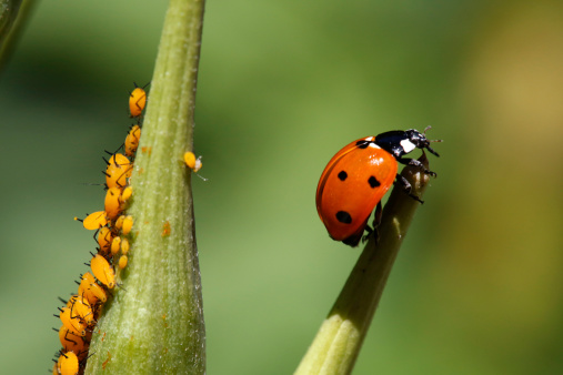 A ladybug takes a rest on a milkweed seedpod as a colony of aphids feed on another seedpod.