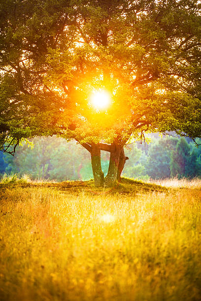 istock Majestic Tree against the Sunlight during Colorful Sunset 511093727