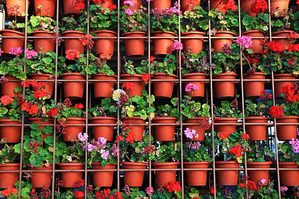 istock Rows of pots with flowers in Sarajevo 511094177
