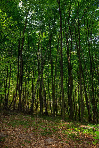 istock forest glade in  shade of the trees 511095947