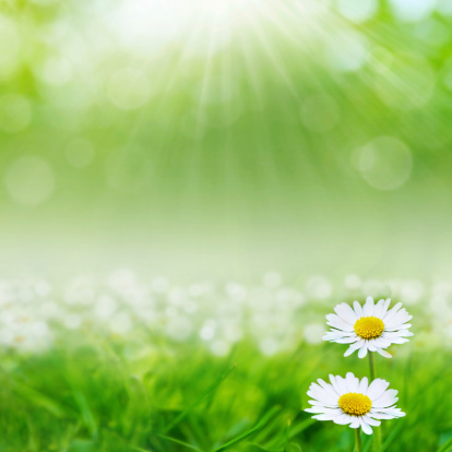 Camomiles flowers field, selective focus on a foreground