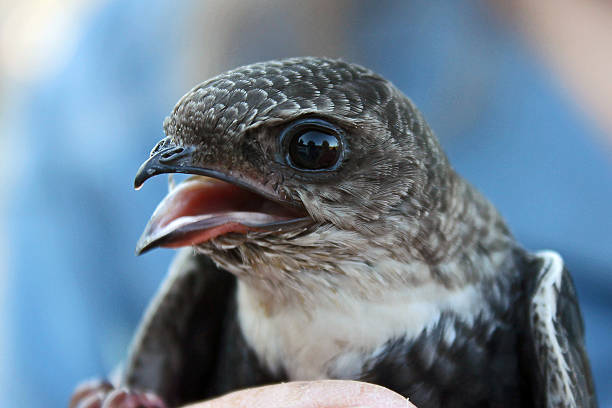 istock Closeup of White-throated Swift 511096123