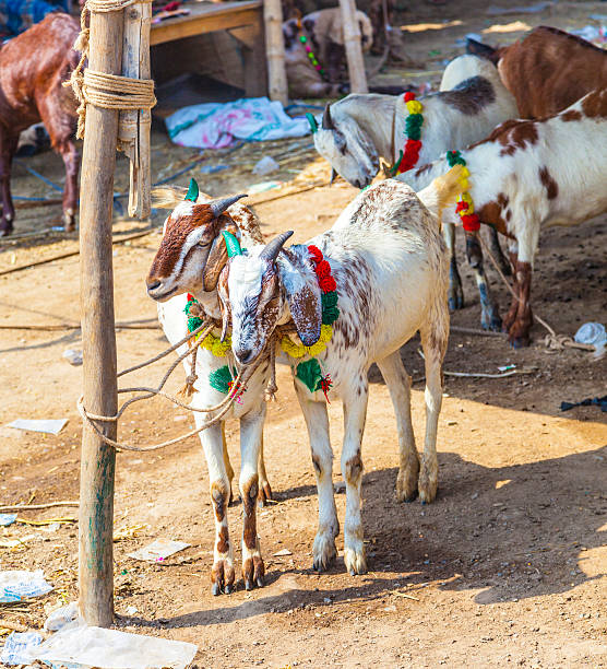 istock goats for selling at the bazaar 511096385