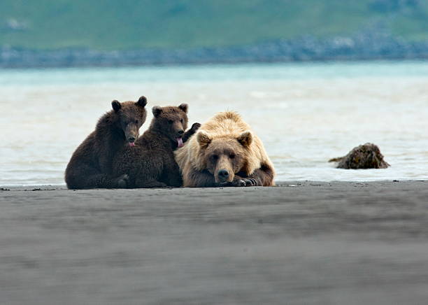istock brown bear cubs grimacing at the photographer 511096441
