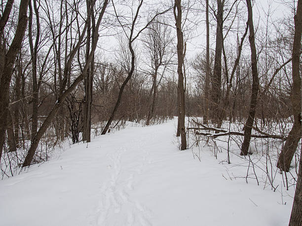 istock Woods on one winter day 511096503