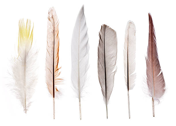 istock set of six straight feathers isolated on white 511096619