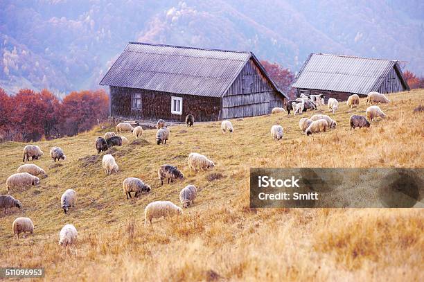 Foto de Ovelhas e mais fotos de stock de Agricultura - Agricultura, Amarelo, Animal