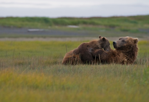 A brown bear feeding her cubs