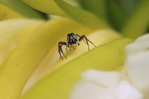 istock Jumping spider is eating its prey. 511097063
