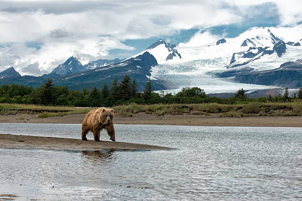 istock brown bear in the alaska wilderness 511097153