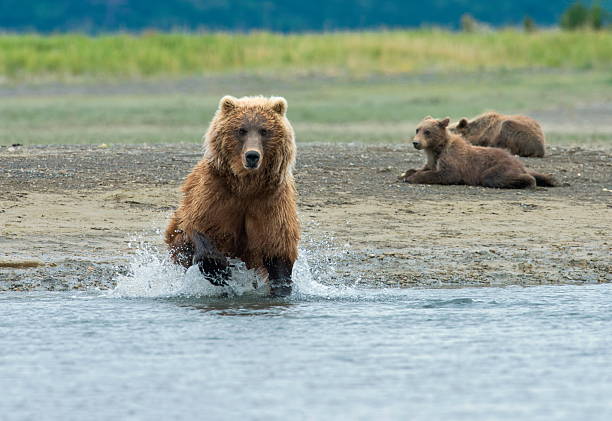 istock brown bear chasing a salmon for food 511097155