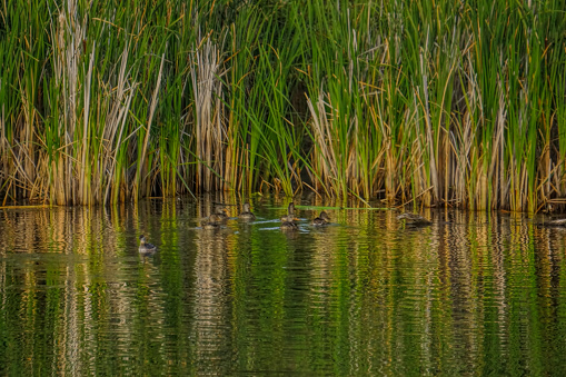 A flock of ducks swimming near a cattail cover shore in some calm water